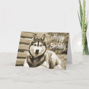 Puppen Grattis på födelsedagen Siberian husky Kort
