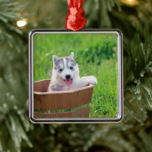 Puppen i Siberian husky i en pott Julgransprydnad Metall