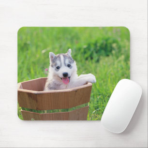 Puppen i Siberian husky i en pott Musmatta