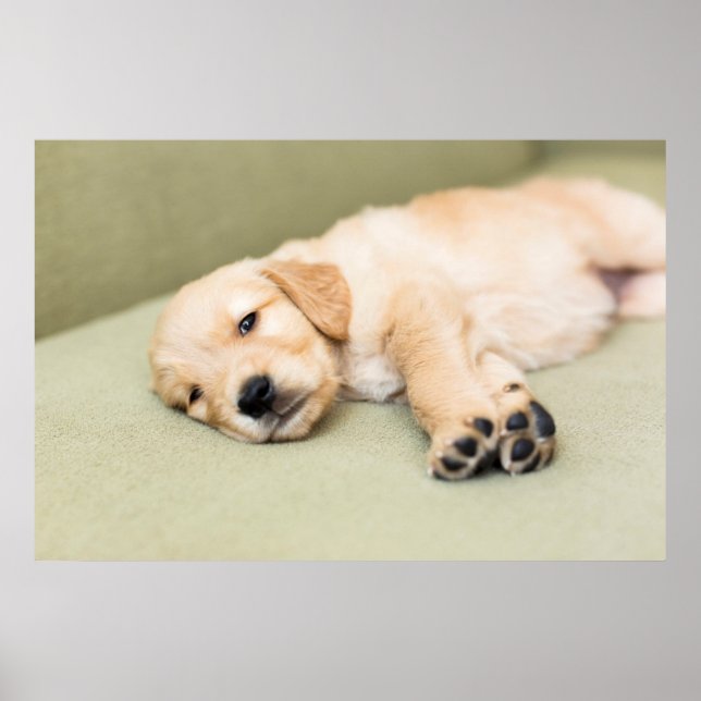 Puppen Ljuger ned på Soffa Poster (Framsidan)