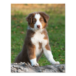 Puppepet för Cute Australian shepherd Hund Fototryck