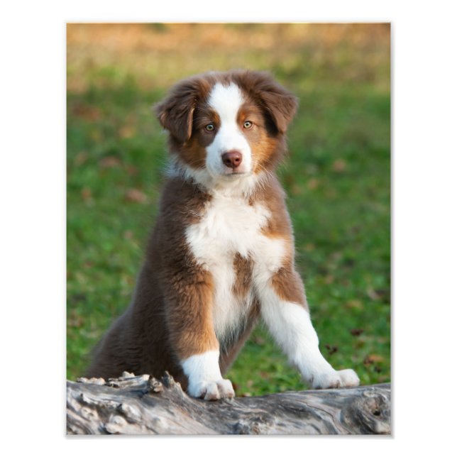 Puppepet för Cute Australian shepherd Hund Fototryck (Framsidan)