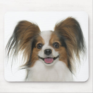 Pupperna av papillon Puppy Mamma Hund älskare-val Musmatta