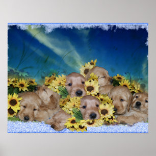 PUPPIER OCH BLOMMOR - POSTER AV GOLDEN RETRIEVER