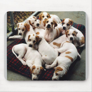 puppies1 musmatta