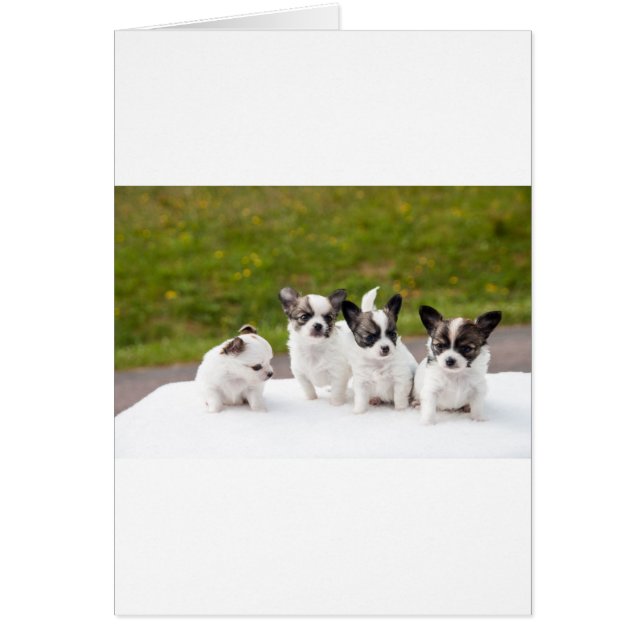 puppies-453532.jpg hälsningskort (Framsidan)