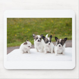 puppies-453532.jpg musmatta