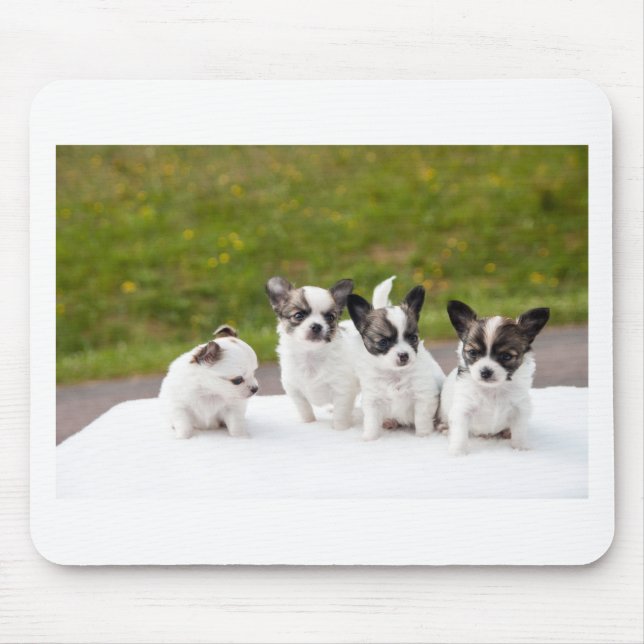 puppies-453532.jpg musmatta (Framsidan)