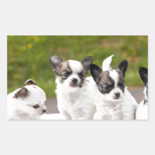 puppies-453532.jpg rektangulärt klistermärke