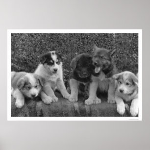 Puppies i Alaska 1921 Poster
