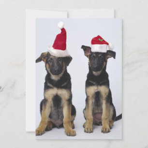 Puppies med tomathattar julkort