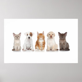Puppies och kittens - Poster - srf