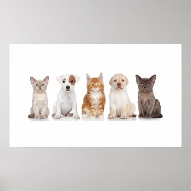 Puppies och kittens - Poster - srf (Framsidan)