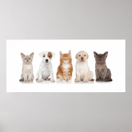 Puppies och kittens - Poster - srf