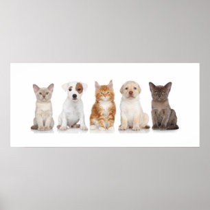 Puppies och kittens - Poster - srf