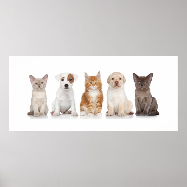 Puppies och kittens - Poster - srf (Framsidan)