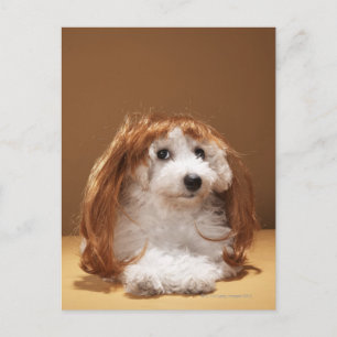 Puppiklädd med ingefärgwik vykort