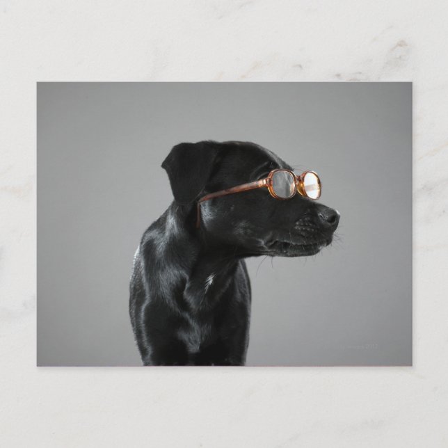 Puppiklädda glas vykort (Framsida)