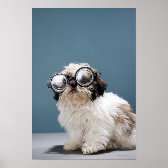 Puppiklädda tjocka glasögon poster (Framsidan)
