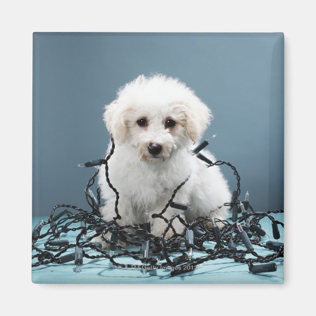 Puppister i ljus under julen magnet (Framsidan)