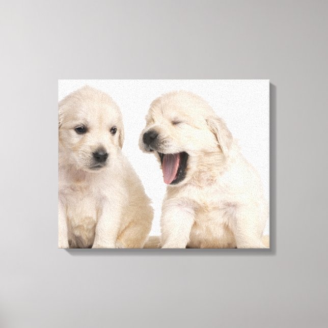 Puppor från Golden Retriever (4 veckors ålder) Canvastryck (Framsida)