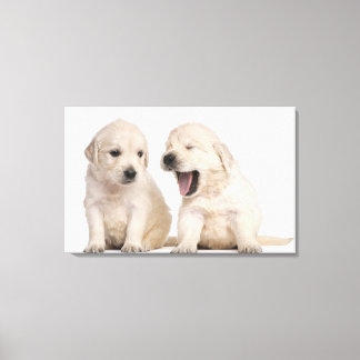 Puppor från Golden Retriever (4 veckors ålder) Canvastryck