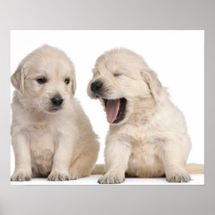 Puppor från Golden Retriever (4 veckors ålder) Poster