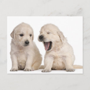 Puppor från Golden Retriever (4 veckors ålder) Vykort