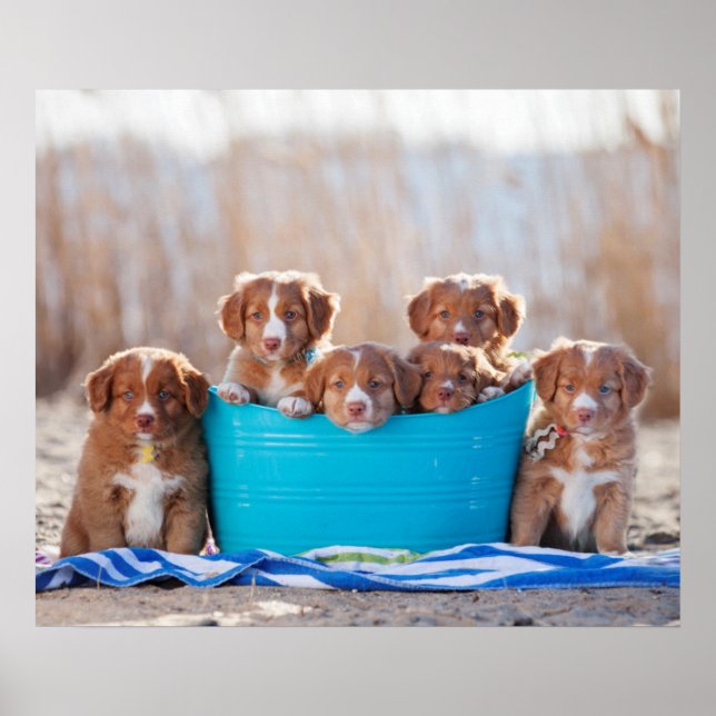 Puppor på stranden poster (Framsidan)