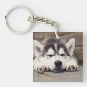 Puppsvällning av sötad Siberian husky
