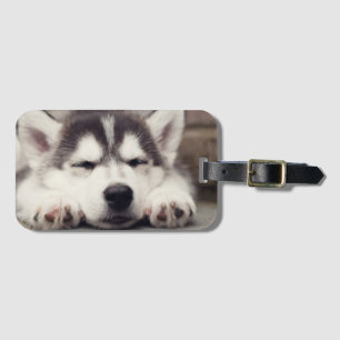 Puppsvällning av sötad Siberian husky Bagagebricka