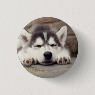 Puppsvällning av sötad Siberian husky Knapp