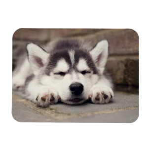 Puppsvällning av sötad Siberian husky Magnet