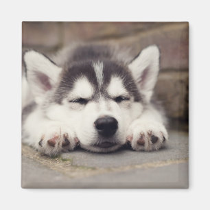 Puppsvällning av sötad Siberian husky Magnet