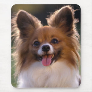 Puppvalpar av papillon Puppy Mamma Päls Mamma Musmatta