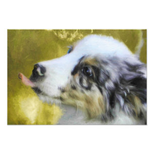 Puppy 1 australian shepherd fototryck