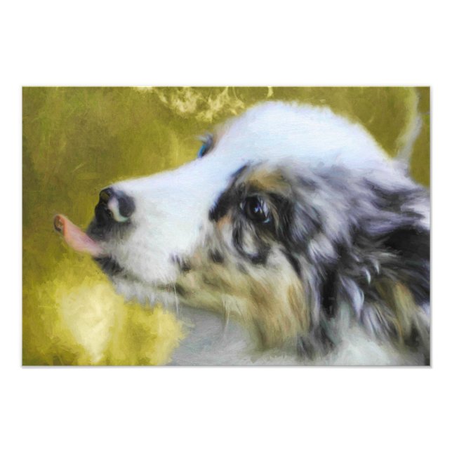 Puppy 1 australian shepherd fototryck (Framsidan)