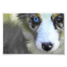 Puppy 1 australian shepherd fototryck