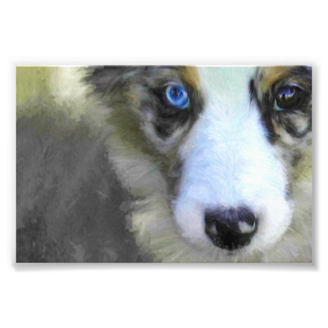 Puppy 1 australian shepherd fototryck (Framsidan)