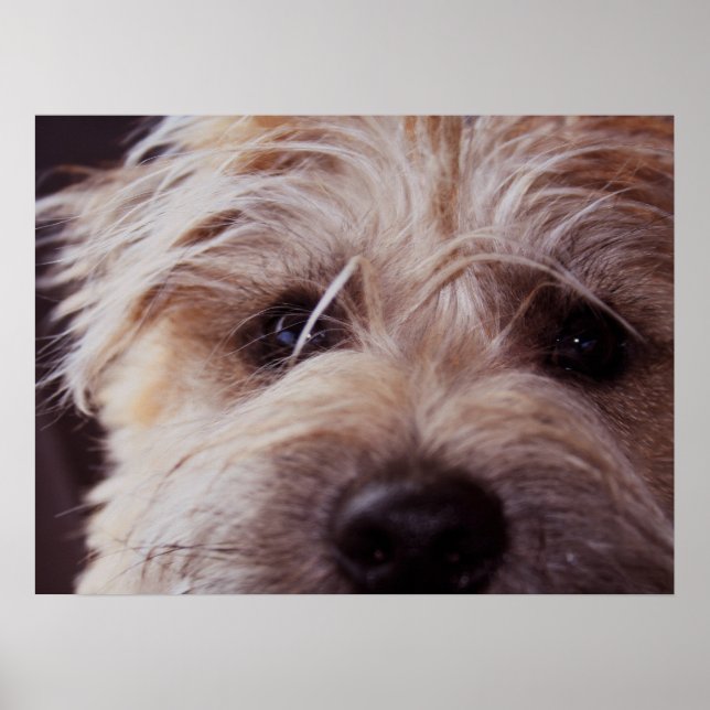 Puppy ansikte nära Poster (Framsidan)