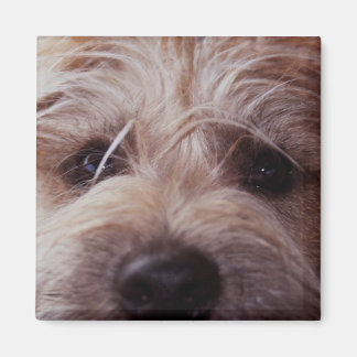 Puppy ansikte, stängande magnet