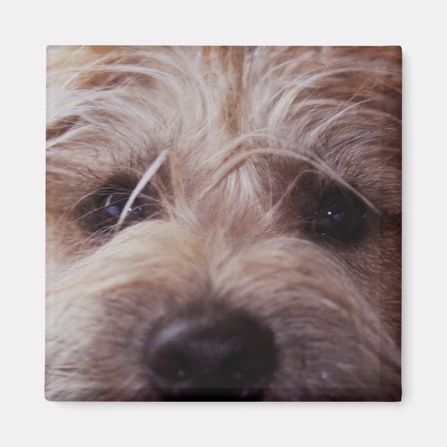 Puppy ansikte, stängande magnet (Framsidan)