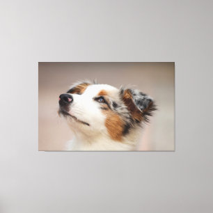 Puppy Australian shepherd Canvastryck