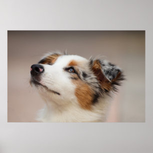 Puppy Australian shepherd Poster