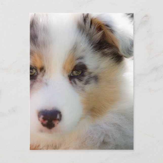 Puppy australian shepherd vykort (Framsida)