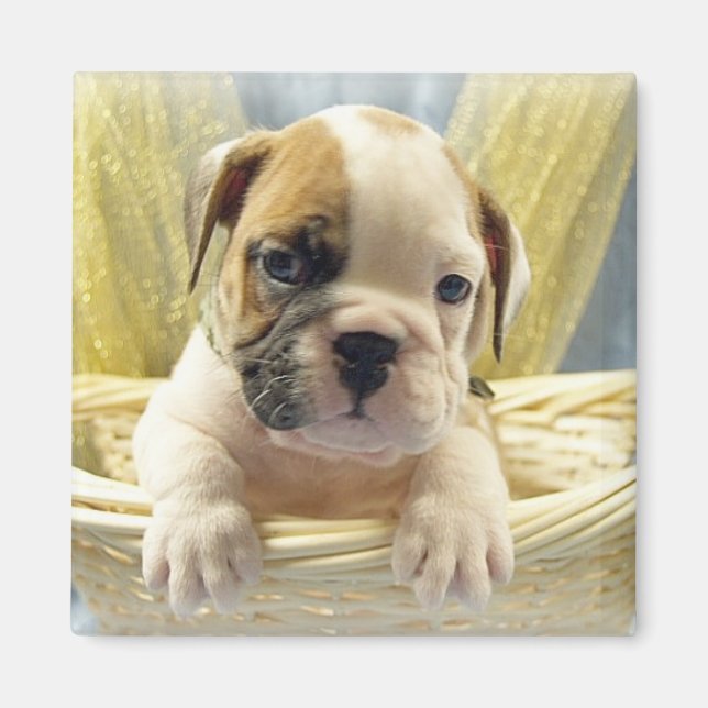 Puppy av bulldog i Basket Magnet (Framsidan)