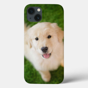 Puppy av guldfärgad riddare på gräs