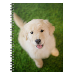 Puppy av guldfärgad riddare på gräs anteckningsbok