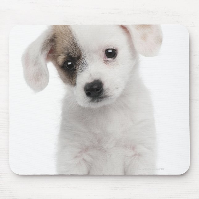 Puppy av kor (2 månader gammal) musmatta (Framsidan)