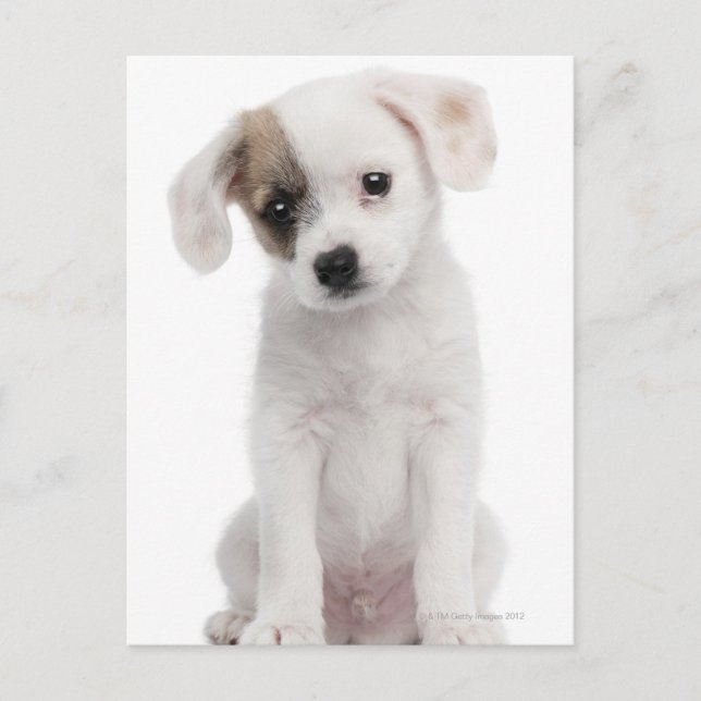 Puppy av kor (2 månader gammal) vykort (Framsida)